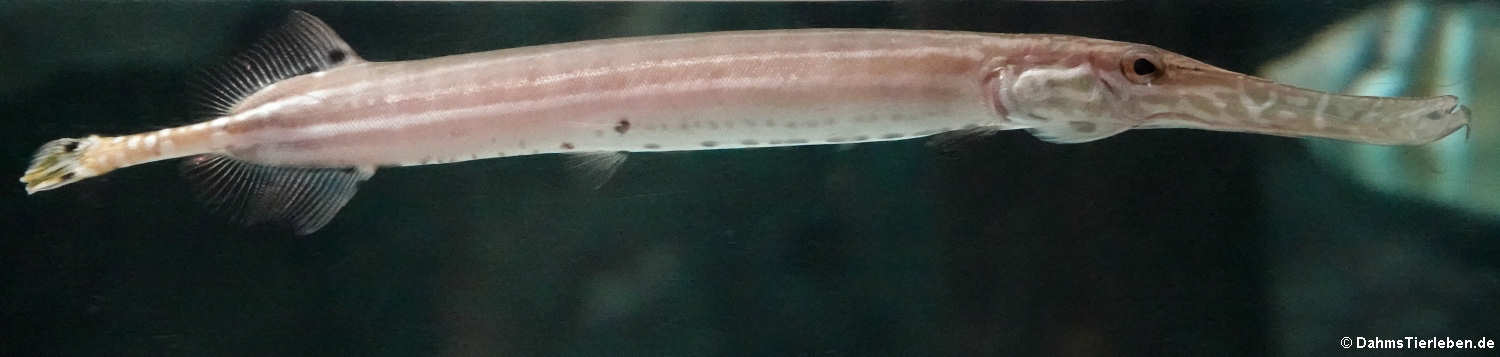 Asiatischer Trompetenfisch (Aulostomus chinensis)