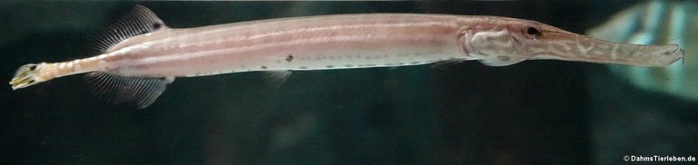 Aulostomus chinensis