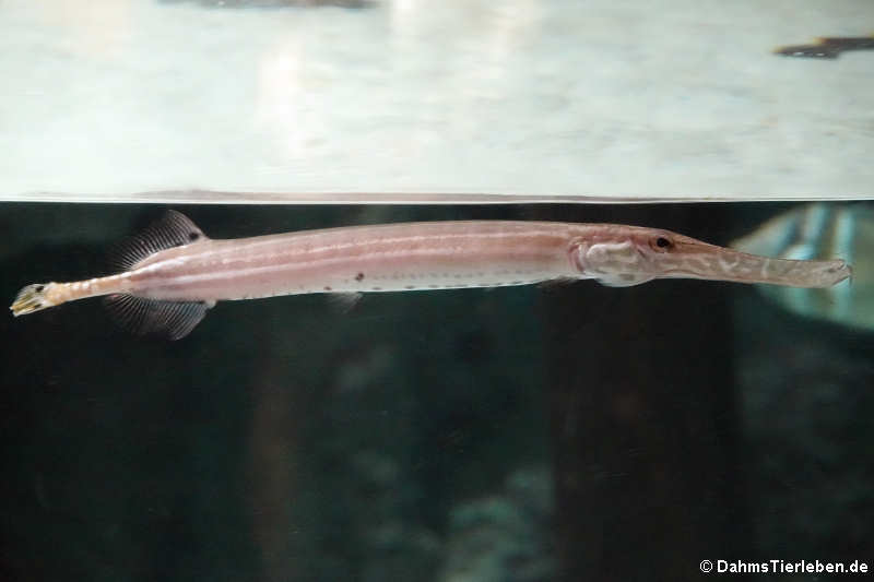 Asiatischer Trompetenfisch Aulostomus chinensis-1