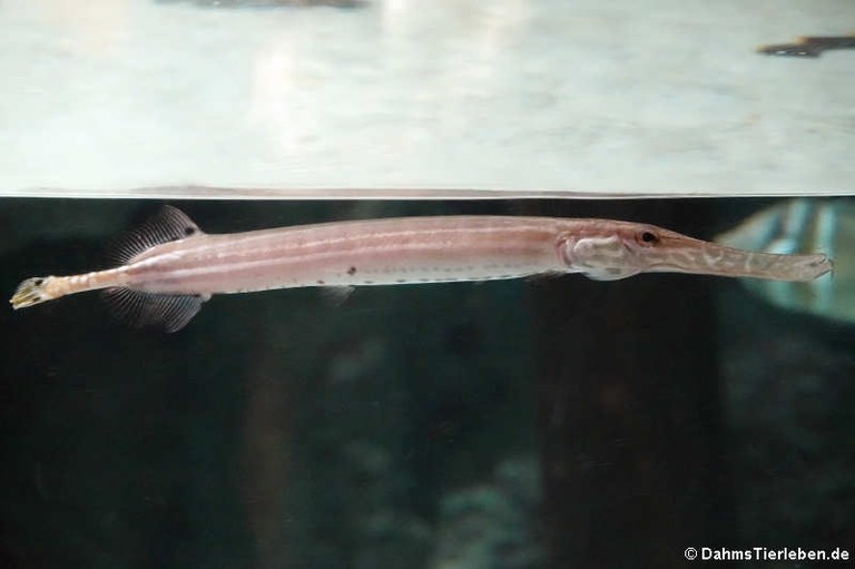 Aulostomus chinensis