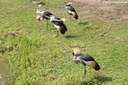 Balearica regulorum gibbericeps