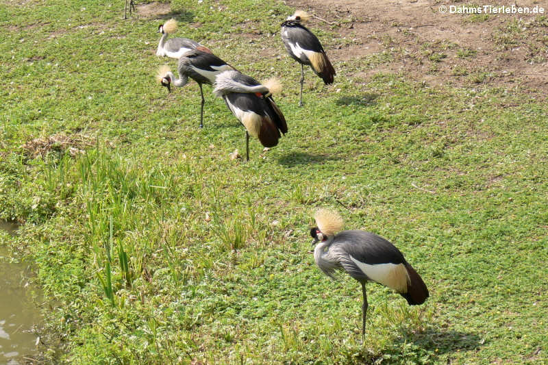 Balearica regulorum gibbericeps