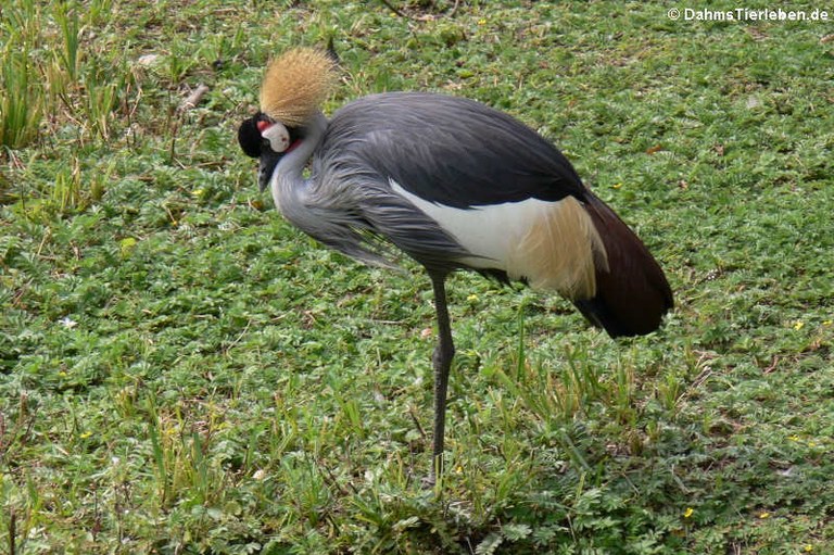 Balearica regulorum gibbericeps