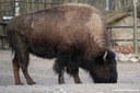 Bison bison bison