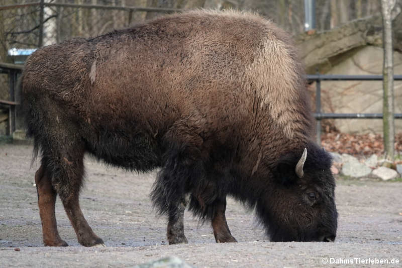 Präriebison (Bison bison bison)