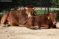 Zwergzebus (Bos primigenius f. taurus) im Tierpark Hagenbeck, Hamburg