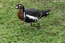 Rothalsgans (Branta ruficollis) im Hambuger Tierpark Hagenbeck