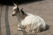 Girgentana-Ziege im Hamburger Tierpark Hagenbeck