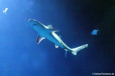 Sandbankhai (Carcharhinus plumbeus) im Hamburger Tierpark Hagenbeck