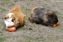 Cavia aperea f. porcellus