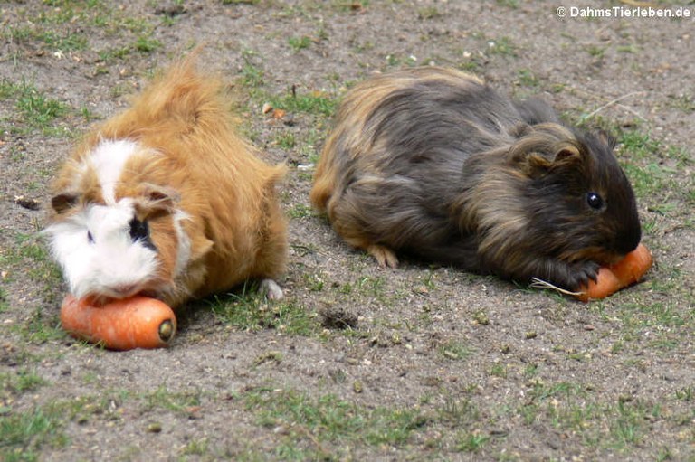 Cavia aperea f. porcellus