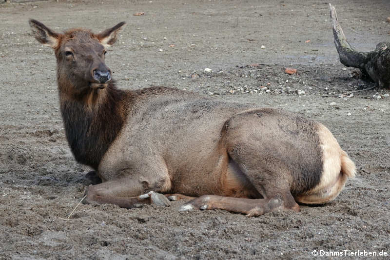 Wapiti (Cervus canadensis)