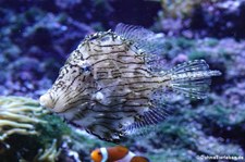 Fransenfeilenfisch (Chaetodermis penicilligerus) im Hamburger Tierpark Hagenbeck