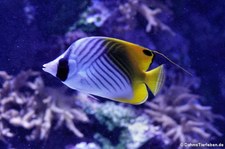 Fadenschmetterlingsfisch (Chaetodon auriga) im Hamburger Tierpark Hagenbeck