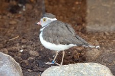 Dreiband-Regenpfeifer (Charadrius tricollaris) im Hamburger Tierpark Hagenbeck