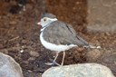 Charadrius tricollaris