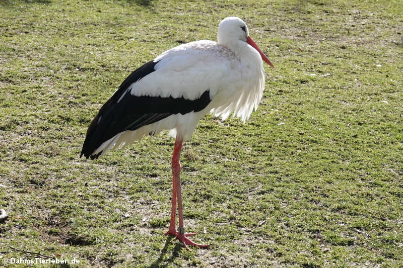 Weißstorch (Ciconia ciconia)