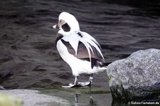 männliche Eisente (Clangula hyemalis) im Hamburger Tierpark Hagenbeck