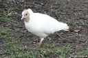 Columba livia f. domestica