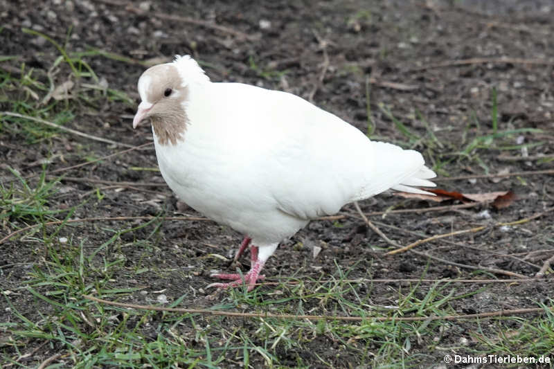 Columba livia f. domestica