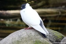 Süddeutscher Mohrenkopf (Columba livia f. domestica) im Hamburger Tierpark Hagenbeck