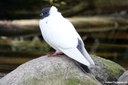 Columba livia f. domestica