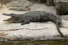 Nilkrokodil (Crocodylus niloticus)  im Hamburger Tierpark Hagenbeck