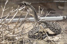 Texas-Klapperschlange (Crotalus atrox) im Tierpark Hagenbeck, Hamburg