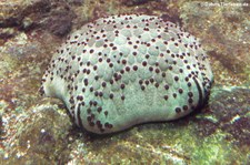 Großer Kissenstern (Culcita novaeguineae) im Tierpark Hagenbeck, Hamburg