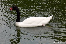 Schwarzhalsschwan (Cygnus melancoryphus) im Hamburger Tierpark Hagenbeck