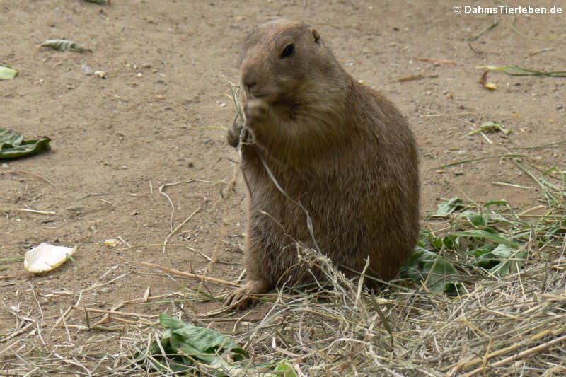 Schwarzschwanz-Präriehund (Cynomys ludovicianus)