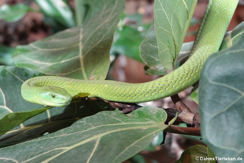 Gewöhnliche Mamba (Dendroaspis angusticeps)