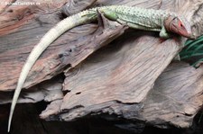 Krokodilteju (Dracaena guianensis) im Tierpark Hagenbeck, Hamburg