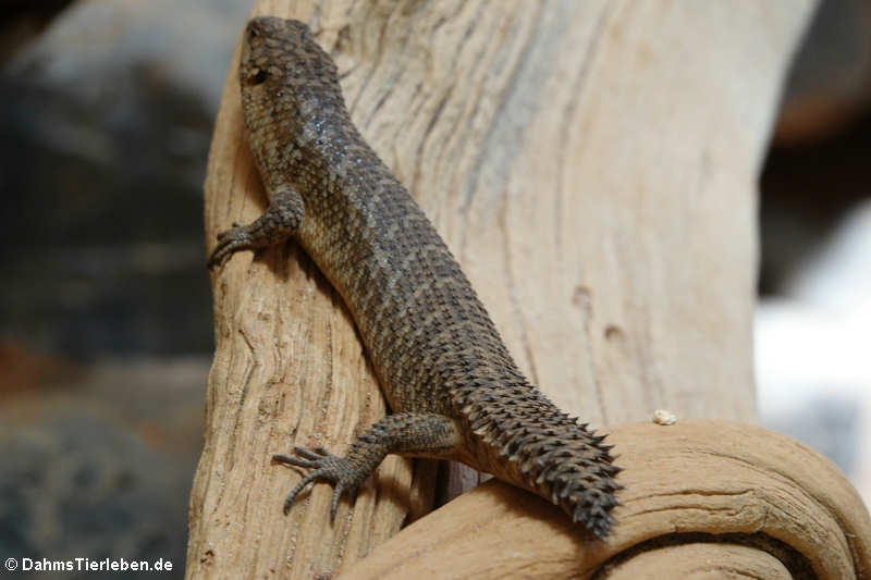 Dornschwanz-Stachelskink (Egernia stokesii)