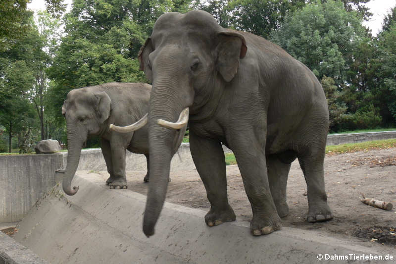 Indische Elefanten (Elephas maximus indicus)