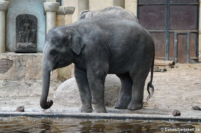 Indischer Elefant (Elephas maximus indicus)