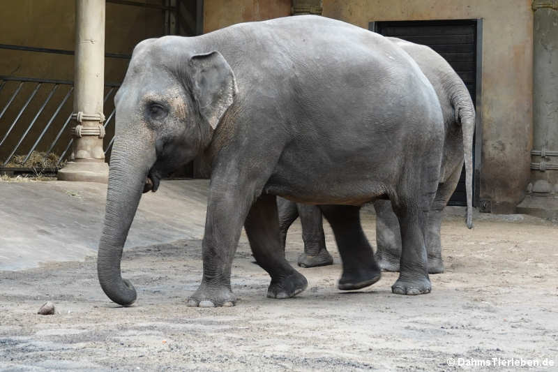 Indischer Elefant (Elephas maximus indicus)