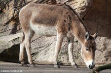 Asiatischer Esel - Onager (Equus hemionus onager) im Tierpark Hagenbeck, Hamburg