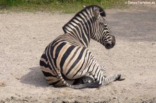 Chapman-Zebra (Equus quagga chapmani) im Tierpark Hagenbeck, Hamburg