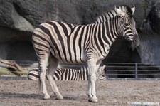 Chapman-Zebra (Equus quagga chapmani) im Tierpark Hagenbeck, Hamburg