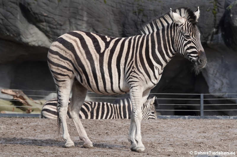 Chapman-Zebras (Equus quagga chapmani)