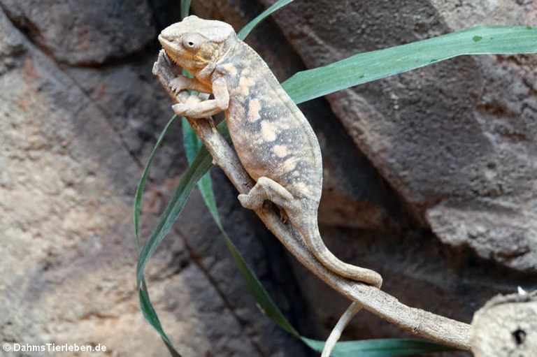 Furcifer pardalis