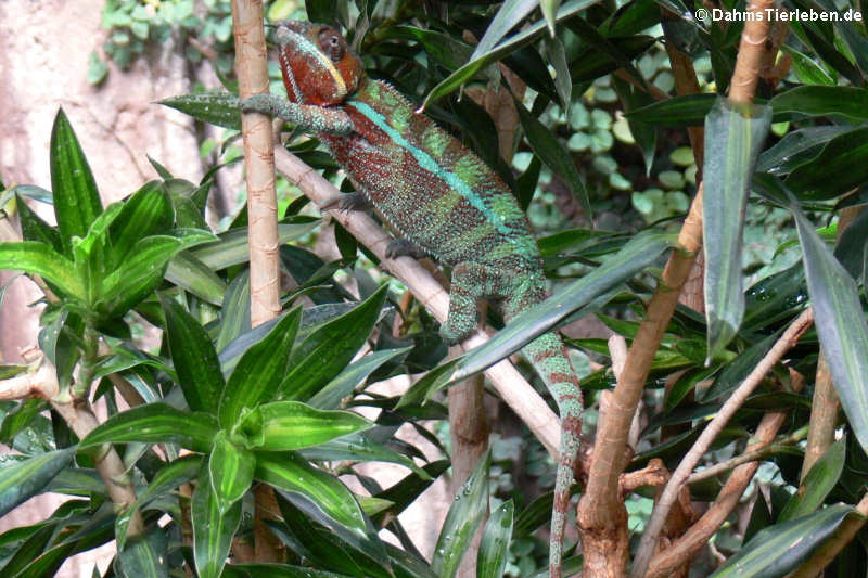 männliches Pantherchamäleon (Furcifer pardalis)