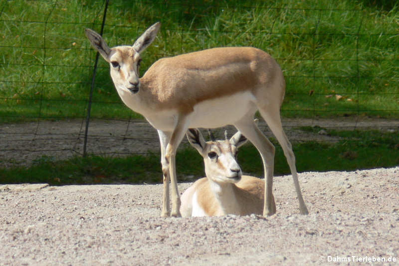 Persische Kropfgazellen (Gazella subgutturosa subgutturosa) 