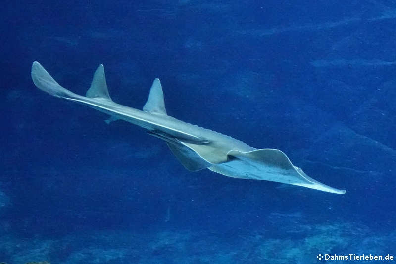 aaa Glaucostegus cemiculus-1