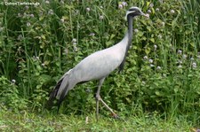 Jungfernkranich (Anthropoides virgo) im Tierpark Hagenbeck, Hamburg