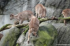 Himalaya-Tahre (Hemitragus jemlahicus) im Hamburger Tierpark Hagenbeck