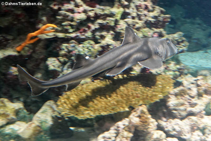 Port-Jackson-Stierkopfhai (Heterodontus portusjacksoni)
