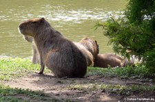 Capybara (Hydrochoerus hydrochaeris) im Tierpark Hagenbeck, Hamburg