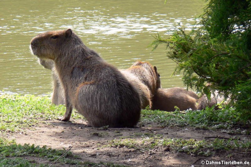 Capybaras (Hydrochoerus hydrochaeris)